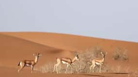 Agadir: Visit National park & Sahara Desert Including Lunch