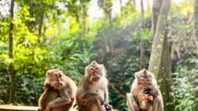 Ubud: Wycieczka z przewodnikiem po centrum miasta z biletami wstępu