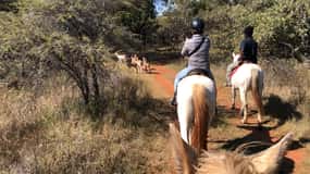 From Johannesburg: Horse-Riding Safari and Cable Car Tour