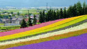 Hokkaido: Dagsutflukt til Biei Blue Pond og Furano Flower Farm