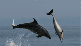 Meet the Dolphins & Dive into Cala Moresca – RIB Excursion