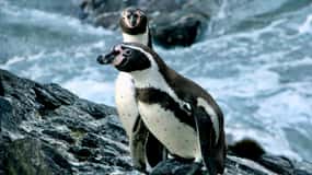 Penguins, Sea Lions, Sandboard, Chilean food & Drinks
