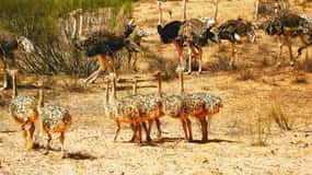 Desde Agadir: Excursión al Parque Nacional de Souss-Massa con almuerzo