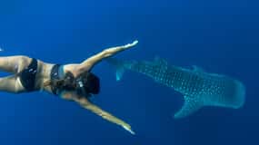 Puerto Princesa: Swim with Whale Sharks Boat Cruise