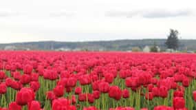 From Seattle:Tulip Festival at Skagit Valley and La Conner