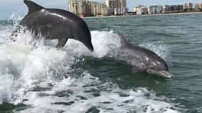 Wild Dolphin Boat Tour