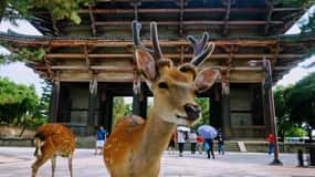 Au départ d'Osaka : Excursion d'une journée à Kyoto et Nara avec observation de cerfs