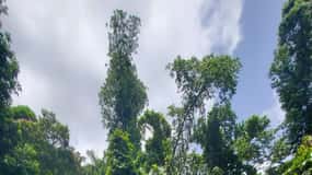 From San Juan: El Yunque Rainforest & Luquillo Beach Tour