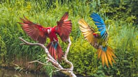 アルフェン・アーン・デン・レインアヴィファウナ野鳥公園入場券