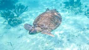 Tour de medio día semiprivado de snorkel con tortugas y cenote
