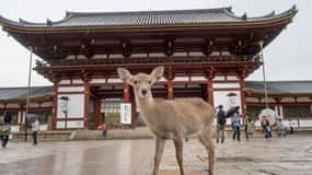 Z Kjóta: Jednodenní výlet do Fushimi Inari, parku Nara a Ósaky