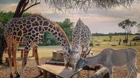 Mombasa: Nguuni Sanctuary Guided Giraffes Feeding Experience