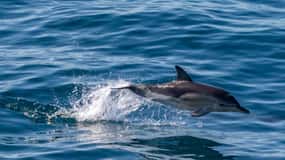 FAŽANA : SAFARI DAUPHINS