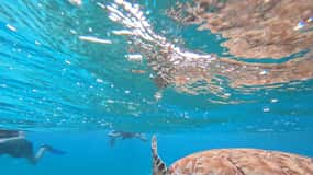 snorkelen met tropische vissen, riffen en op zoek naar schildpadden