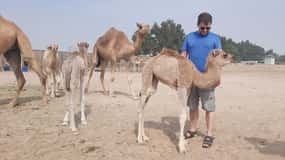Manama: Bahrain Halbtagestour durch die Wüste