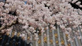 East Jeju Cherry Blossom & Woman Diver Show Small Group Tour