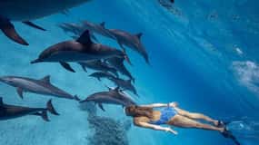 Hurghada: Dolphin Watching Boat Tour with Snorkeling & Lunch