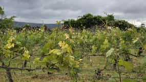 Esperienza nel vigneto dello Champagne: Approfondisci il terroir