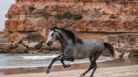 Zanzibar: Horseback Riding and Turtle Aquarium Visit