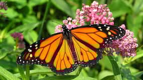 Excursión de un día al bosque de Jozani y al centro de mariposas