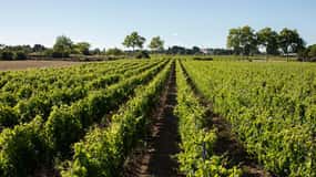 Mèze : Visite guidée du vignoble du Domaine Saint André avec dégustation