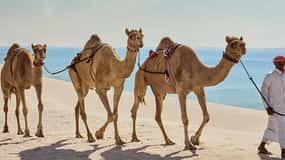 Qatar: Sealine Beach Dune Bashing Experience