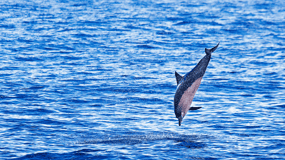 Olbia: Dolphin Watching & Swim and snorkel in Capo Figari
