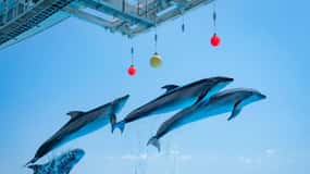 Fukuoka: Marine World Uminonakamichi E-Tickets
