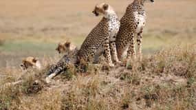 4 DAYS TANZANIA GROUP CAMPING SAFARI - SERENGETI & NGOROGORO