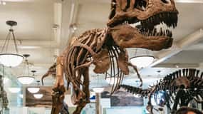 纽约市：美国自然历史博物馆门票