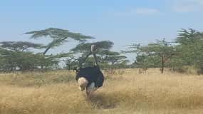 2 Days Abijata-Shalla Lakes National Park and Lake Langano,