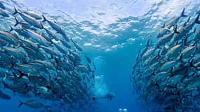 Phuket: Scuba Diving Maithon Island Small Group-Half Day