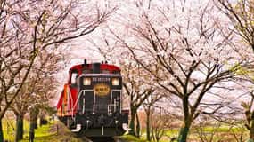 Kyoto: Sanzen-in Temple, Arashiyama's Scenic UNESCO Day Tour