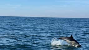 Bootstour zur Delfinbeobachtung in Nazaré