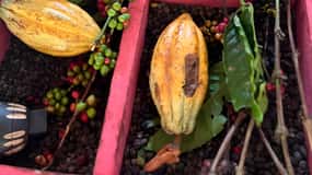 Buggy-tur i Punta Cana: Mamajuana - kaffe - svømning i Cenote og Macao Beach