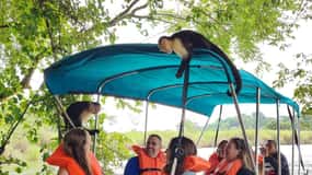 Passeio ao Santuário de Preguiças e Observação de Macacos da Vida Selvagem do Lago Gatun