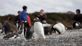 Ushuaia: Paseo Beagle entre Pingüinos Navegación Isla de Lobos