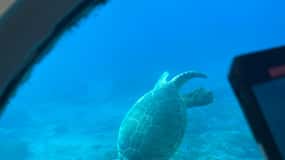 Paphos : croisière d'observation des tortues, aventure de plongée avec tuba et coucher de soleil