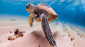 From Waikiki: Oahu Grand Circle Island Experience