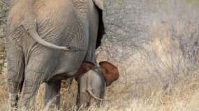 Vai para Dar Es Salaam: Pernoita no Parque Nacional Mikumi