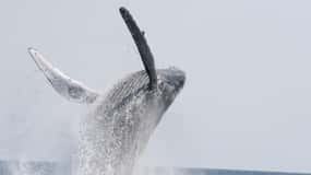 Chatan: Okinawa Whale-Watching-Bootsfahrt