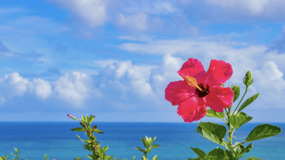 Okinawa Private Custom Tour with Local Guide