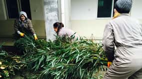 Panda Volunteer Project Day Trip(Wolong/Du Jiang Yan)