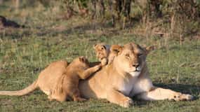 From Mombasa/Diani: 2-Days 1-Night Tsavo East Private Safari