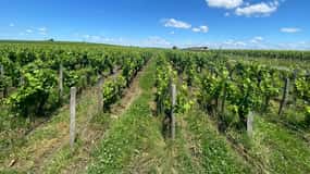 Ganztagestour in Saint-Emilion & Margaux