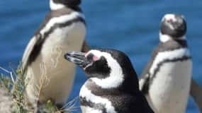 Shore Tours Peninsula Valdes Puerto Madryn Cruise Passengers