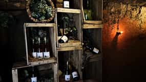 Unique experience in XVI winery with tasting near Salamanca