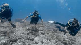 Tamarindo: Catalina Island Diving Tour for Certified Divers