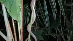 Manzanillo: Caminata nocturna por el bosque