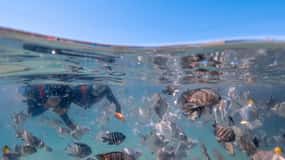 Newport : excursion de plongée avec tuba à Moreton Island avec déjeuner